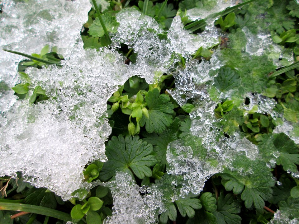 Grundblätter vom Weichen Storchschnabel (Geranium molle) bei Schnee in Hockenheim nebst Vogelmiere