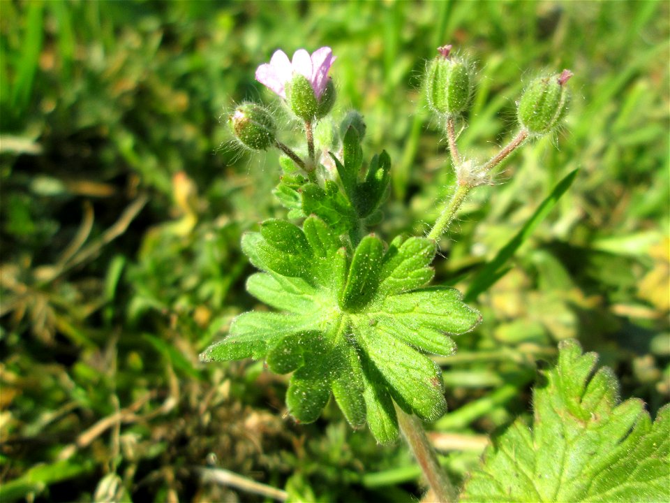 Weicher Storchschnabel (Geranium molle) in Hockenheim
