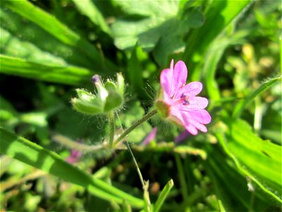Weicher Storchschnabel (Geranium molle) in Hockenheim