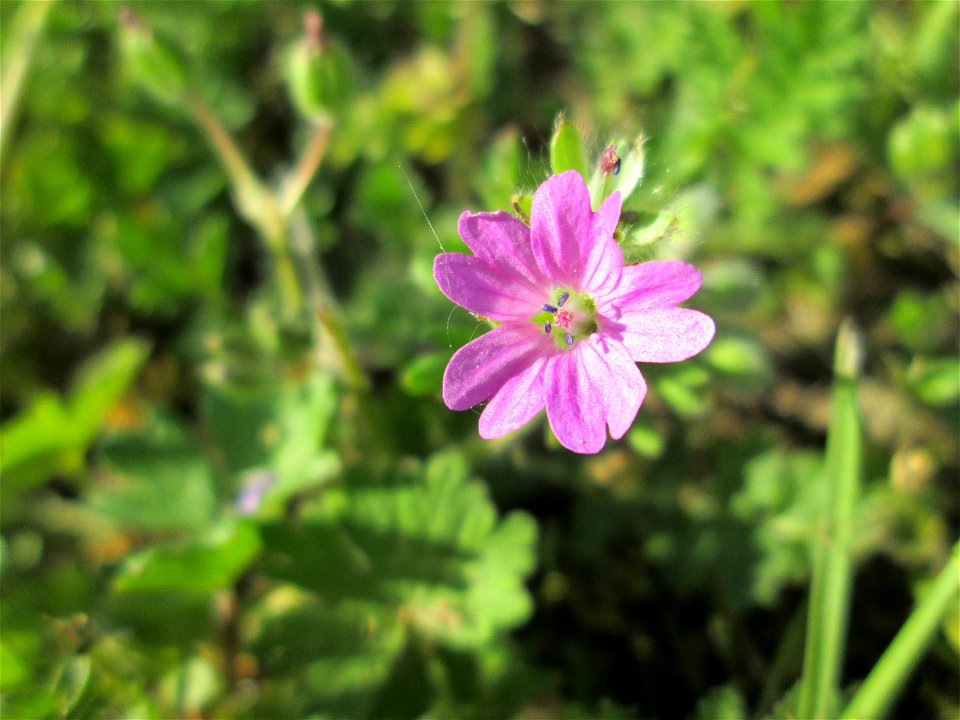 Weicher Storchschnabel (Geranium molle) im Gartenschaupark Hockenheim