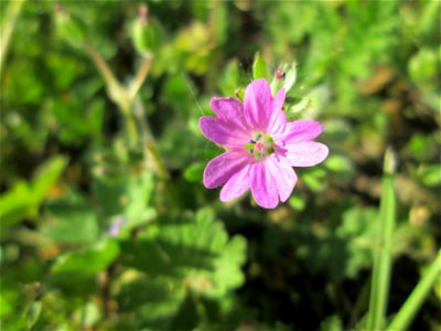 Weicher Storchschnabel (Geranium molle) im Gartenschaupark Hockenheim