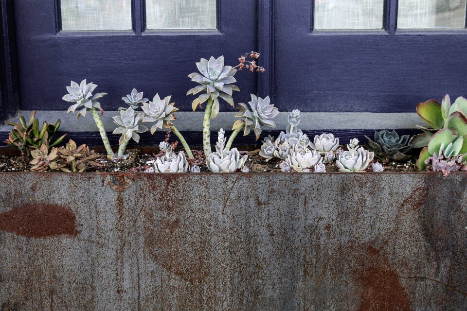 Plants window texas photo