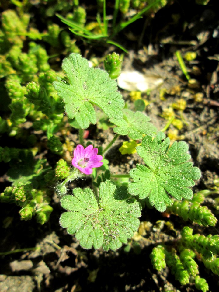 Weicher Storchschnabel (Geranium molle) in Hockenheim