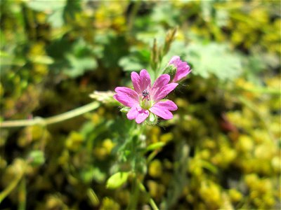 Weicher Storchschnabel (Geranium molle) in Hockenheim