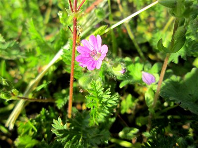 Weicher Storchschnabel (Geranium molle) in Hockenheim