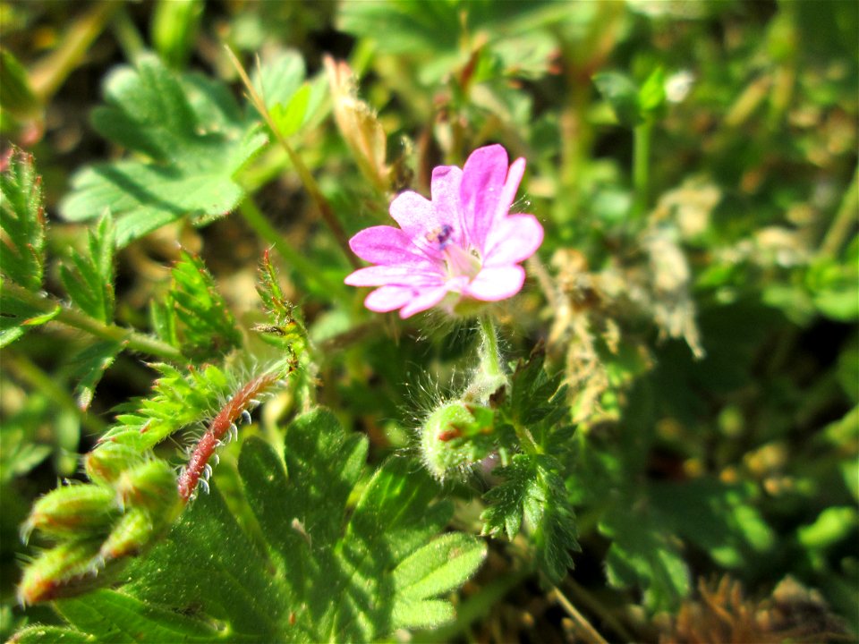 Weicher Storchschnabel (Geranium molle) in Hockenheim