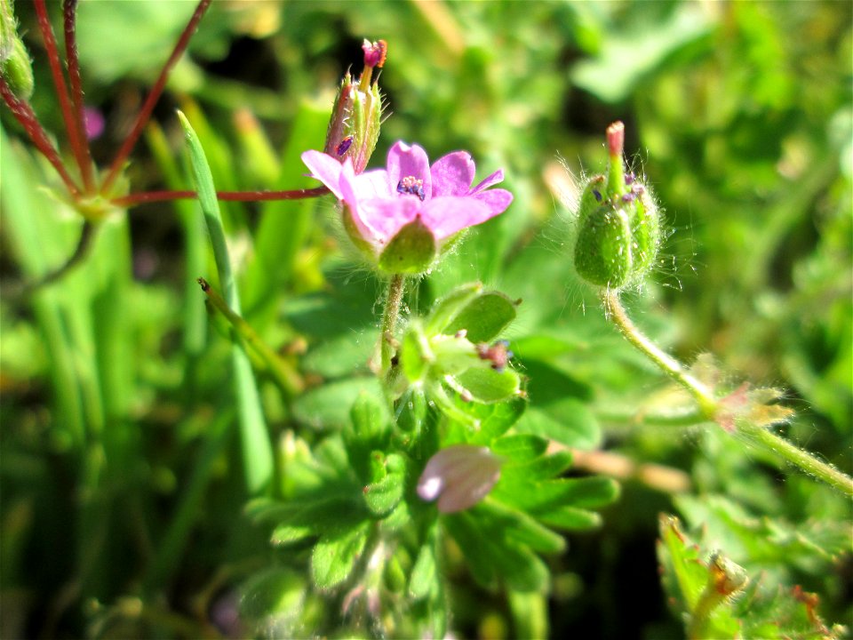 Weicher Storchschnabel (Geranium molle) in Hockenheim