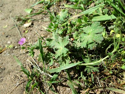 Weicher Storchschnabel (Geranium molle) bei Reilingen