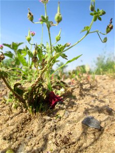 Weicher Storchschnabel (Geranium molle) auf einem Sandplatz in Hockenheim