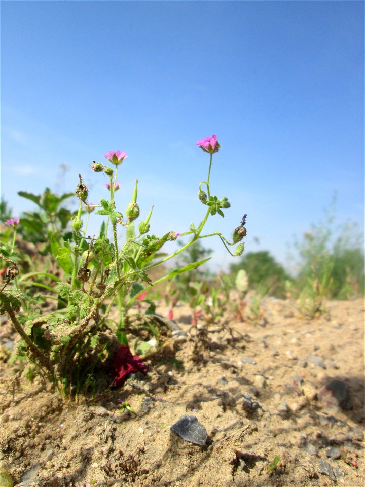 Weicher Storchschnabel (Geranium molle) auf einem Sandplatz in Hockenheim