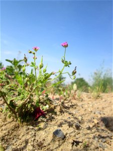 Weicher Storchschnabel (Geranium molle) auf einem Sandplatz in Hockenheim