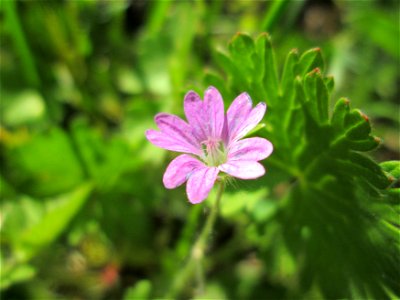 Weicher Storchschnabel (Geranium molle) in den Horststückern im Landschaftsschutzgebiet „Hockenheimer Rheinbogen“