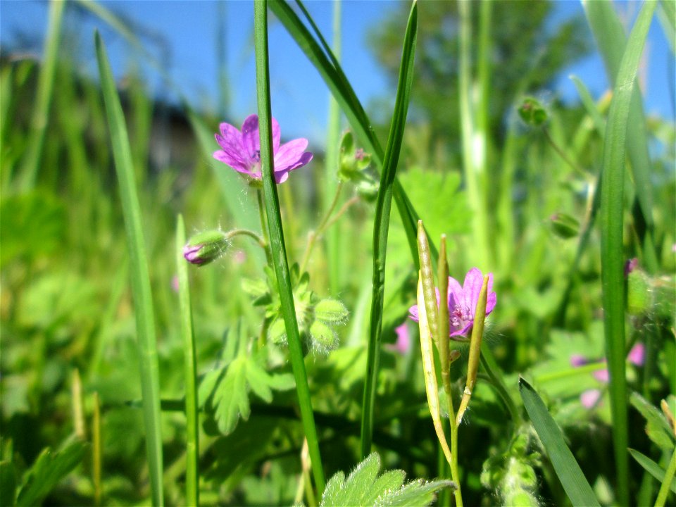 Weicher Storchschnabel (Geranium molle) in den Horststückern im Landschaftsschutzgebiet „Hockenheimer Rheinbogen“