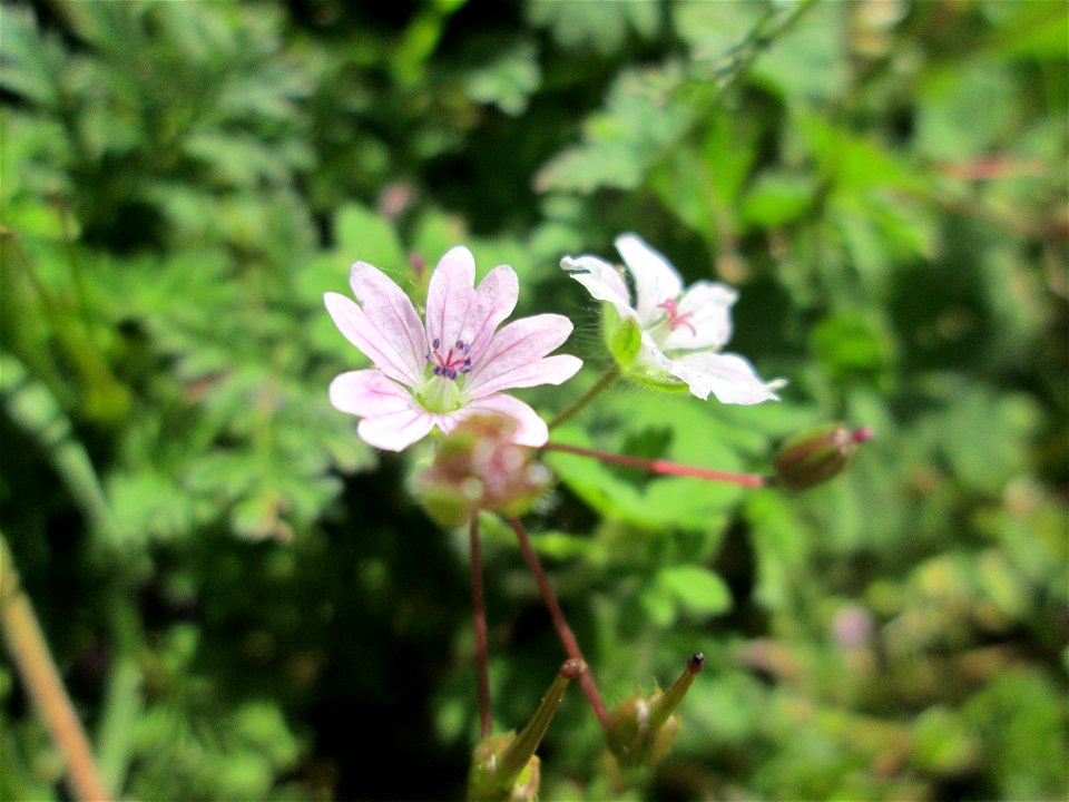 Weicher Storchschnabel (Geranium molle) in Hockenheim