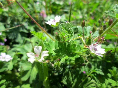 Weicher Storchschnabel (Geranium molle) in Hockenheim