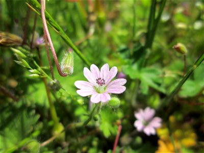 Weicher Storchschnabel (Geranium molle) in Hockenheim - gegenwärtig allgegenwärtig