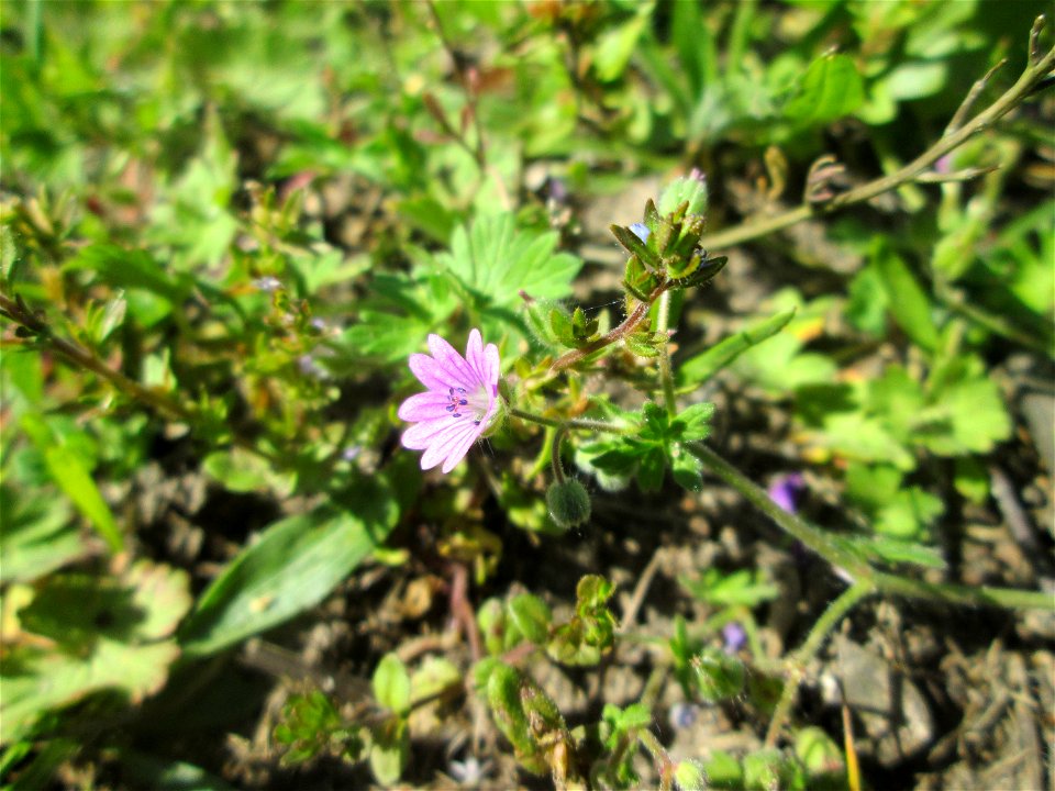Weicher Storchschnabel (Geranium molle) auf einer Streuobstwiese in Hockenheim