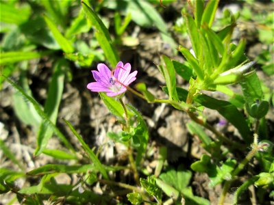 Weicher Storchschnabel (Geranium molle) auf einer Streuobstwiese in Hockenheim