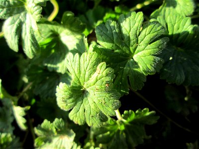 Blätter vom Weichen Storchschnabel (Geranium molle) in Brebach