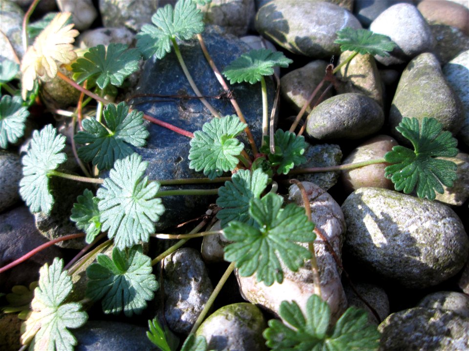 Blätter vom Weichen Storchschnabel (Geranium molle) in Brebach