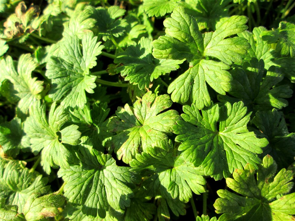 Blätter vom Weichen Storchschnabel (Geranium molle) in Brebach