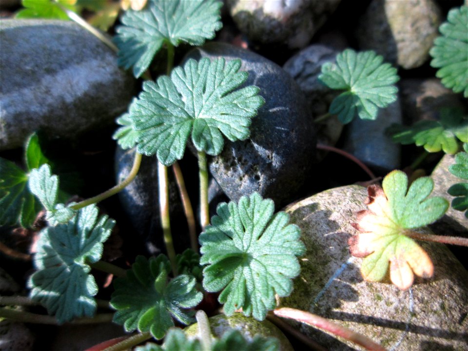 Blätter vom Weichen Storchschnabel (Geranium molle) in Brebach