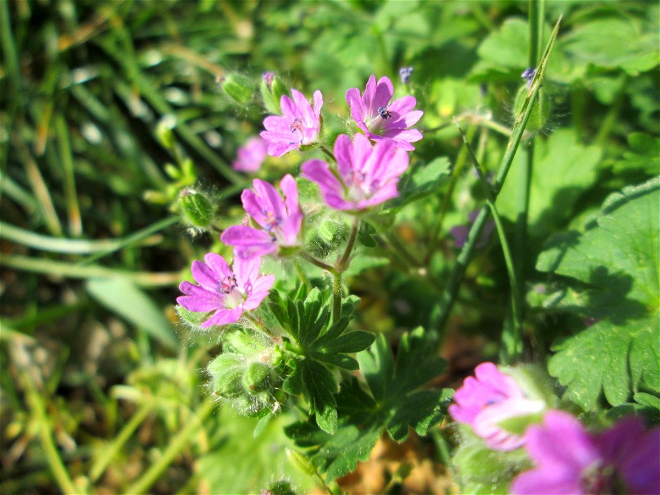 Weicher Storchschnabel (Geranium molle) in Saarbrücken