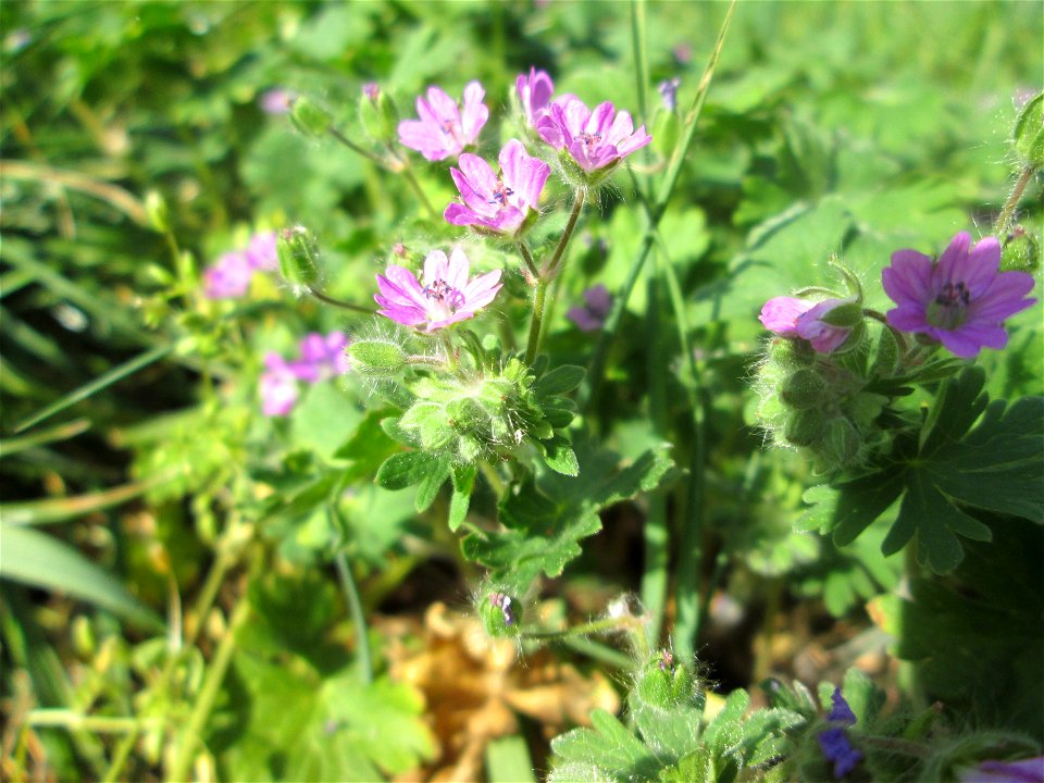 Weicher Storchschnabel (Geranium molle) in Saarbrücken