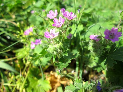 Weicher Storchschnabel (Geranium molle) in Saarbrücken