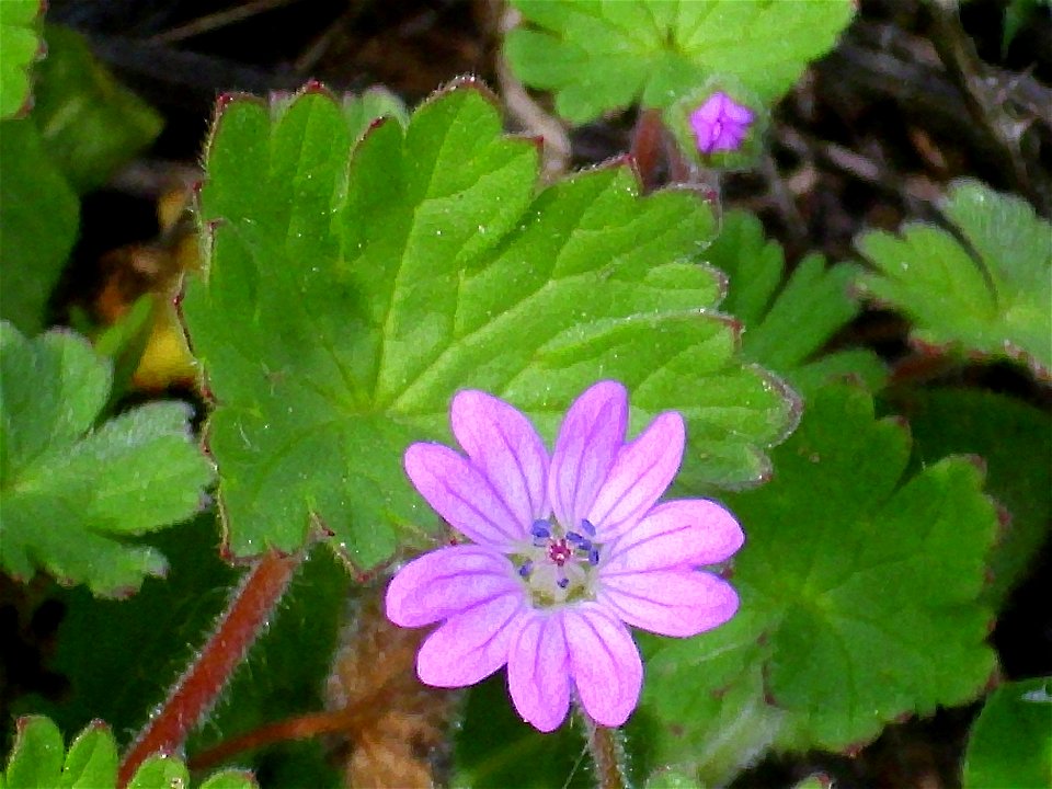Geranium molle flower Close up Campo de Calatrava, Spain