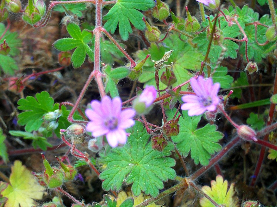 Geranium molle stem and leaves, Dehesa Boyal de Puertollano, Spain