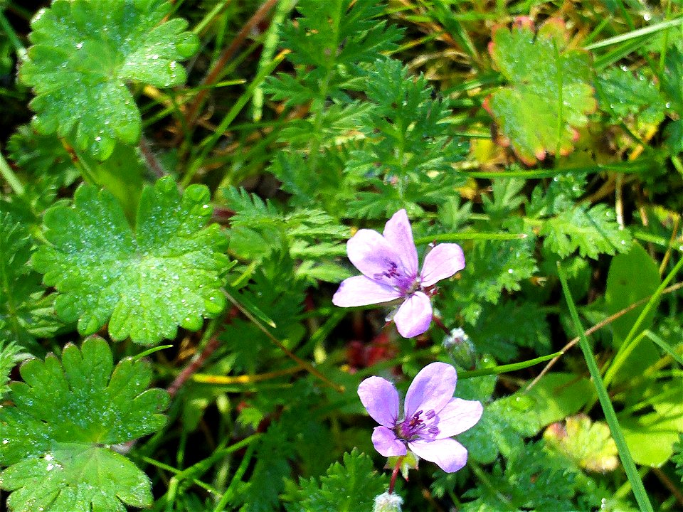 Geranium molle close up, Sierra Madrona, Spain.