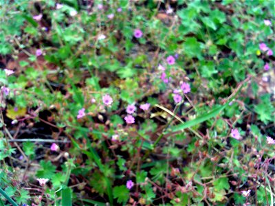 Geranium molle habit, Dehesa Boyal de Puertollano, Spain