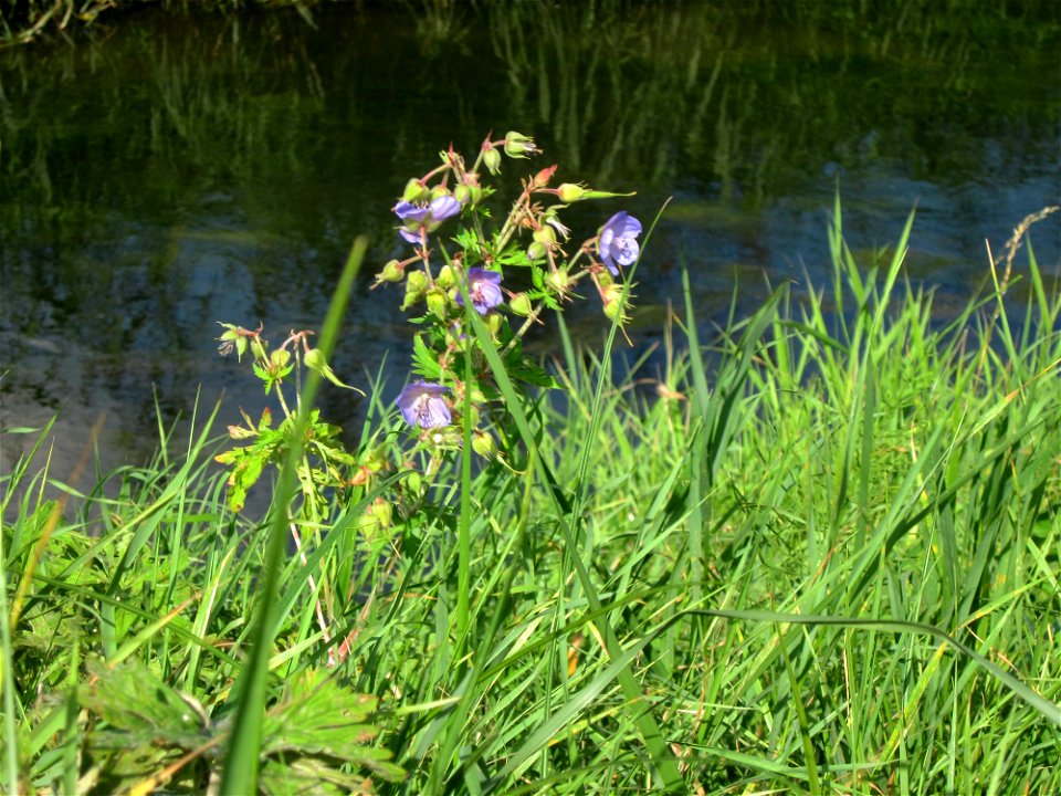 Wiesen-Storchschnabel (Geranium pratense) bei Reilingen
