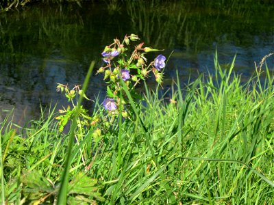 Wiesen-Storchschnabel (Geranium pratense) bei Reilingen