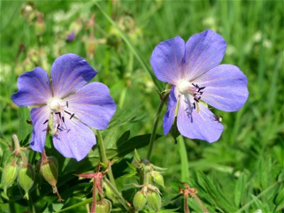 Wiesen-Storchschnabel (Geranium pratense) im Naturschutzgebiet Alter Bahndamm