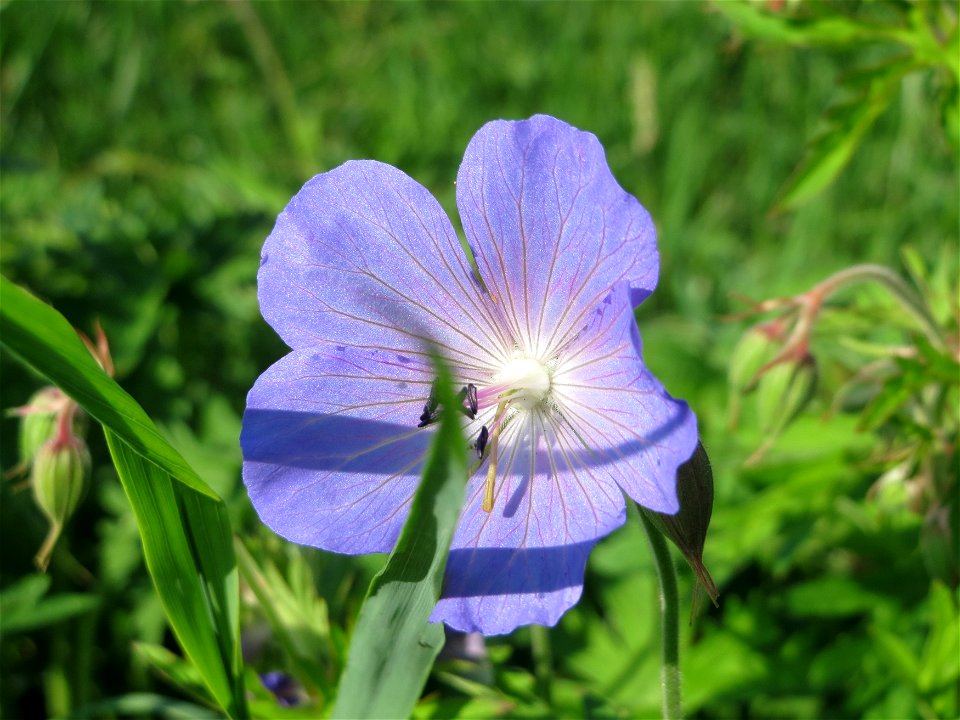 Wiesen-Storchschnabel (Geranium pratense) im Naturschutzgebiet Alter Bahndamm