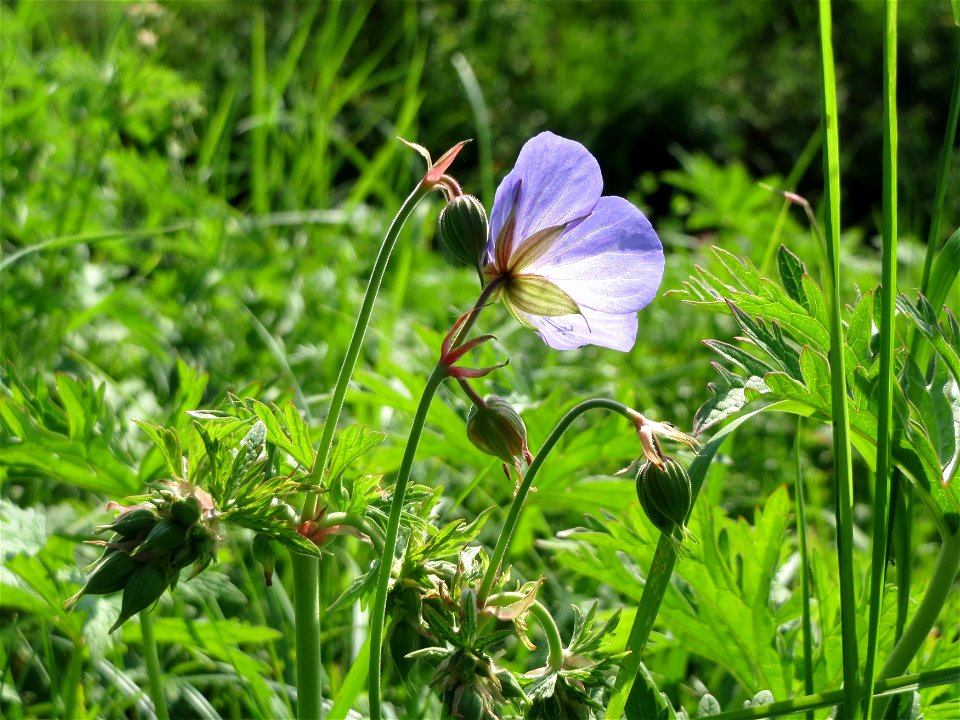 Wiesen-Storchschnabel (Geranium pratense) im Naturschutzgebiet Alter Bahndamm
