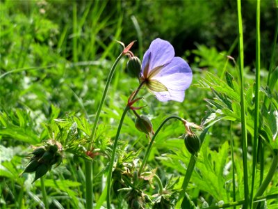 Wiesen-Storchschnabel (Geranium pratense) im Naturschutzgebiet Alter Bahndamm