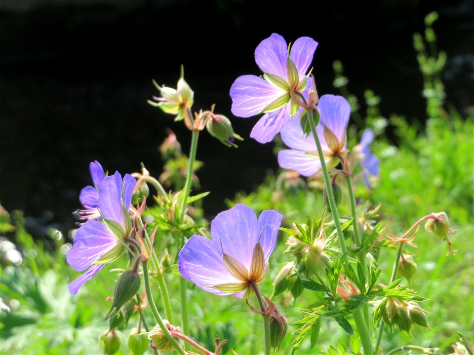 Wiesen-Storchschnabel (Geranium pratense) im Naturschutzgebiet Alter Bahndamm