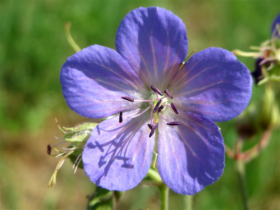 Wiesen-Storchschnabel (Geranium pratense) bei Wiesbaden-Nordenstadt