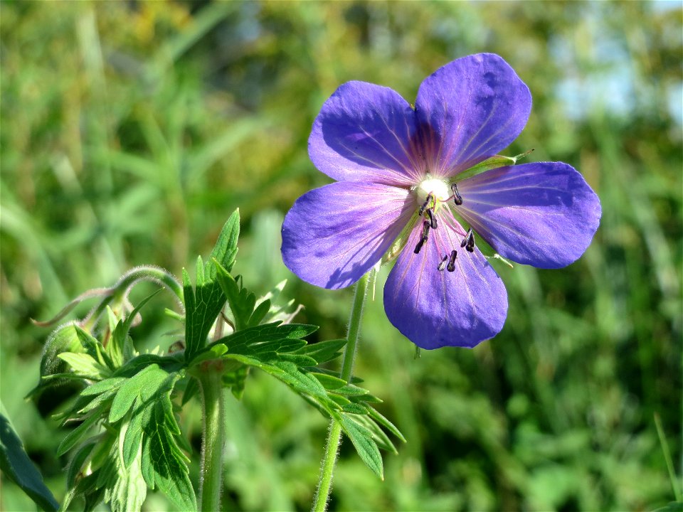Wiesen-Storchschnabel (Geranium pratense) im Naturschutzgebiet Karl-Ludwig-See