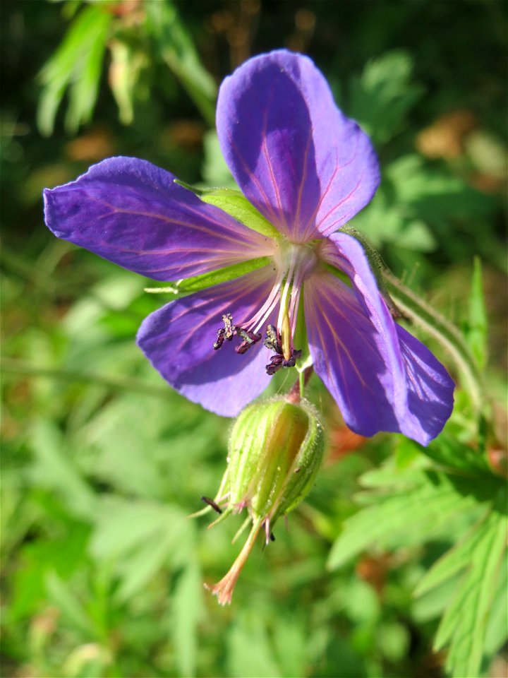 Wiesen-Storchschnabel (Geranium pratense) an der Saar in Saarbrücken