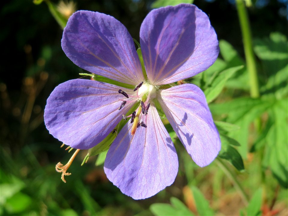 Wiesen-Storchschnabel (Geranium pratense) an der Saar in Saarbrücken