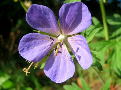 Wiesen-Storchschnabel (Geranium pratense) an der Saar in Saarbrücken