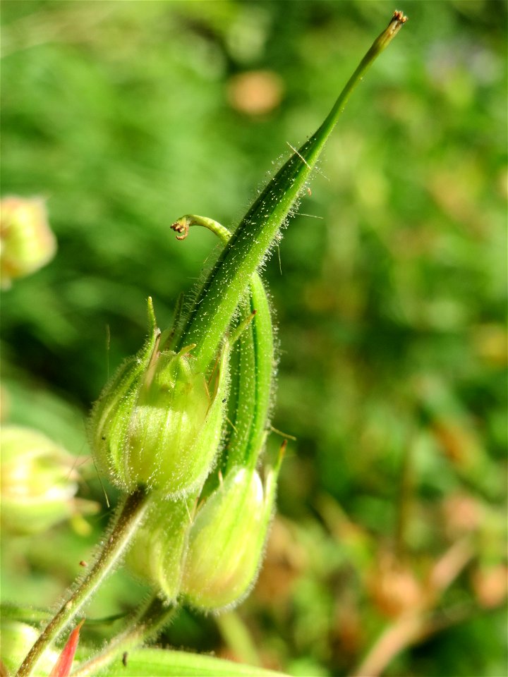 Wiesen-Storchschnabel (Geranium pratense) an der Saar in Saarbrücken