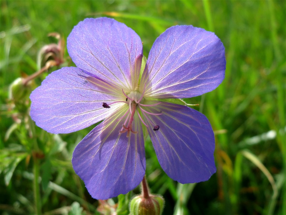 Wiesen-Storchschnabel (Geranium pratense) im Hockenheimer Rheinbogen