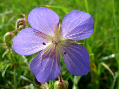 Wiesen-Storchschnabel (Geranium pratense) im Hockenheimer Rheinbogen