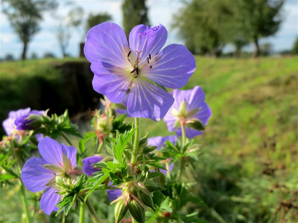 Wiesen-Storchschnabel (Geranium pratense) im Hockenheimer Rheinbogen