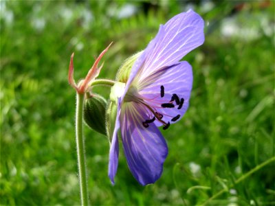 Wiesen-Storchschnabel (Geranium pratense) im Landschaftsschutzgebiet Hockenheimer Rheinbogen